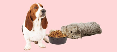 can my cat eat dog food?
