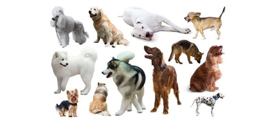 How To Find The Best Dog Breed For Me?