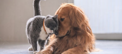 Can Dogs Talk To Cats?