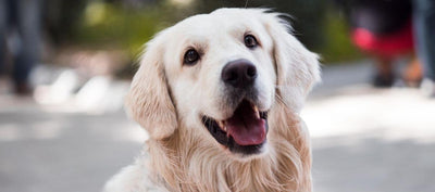 dogs make humans happier