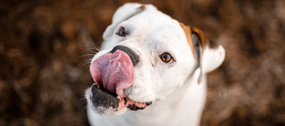 Why Does My Dog Lick My Wounds?