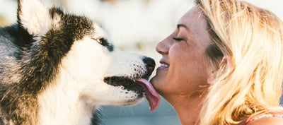 Why does my dog lick me?