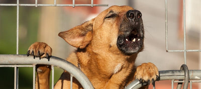 why is my dog not barking?
