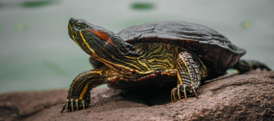 why is my turtle's shell getting soft
