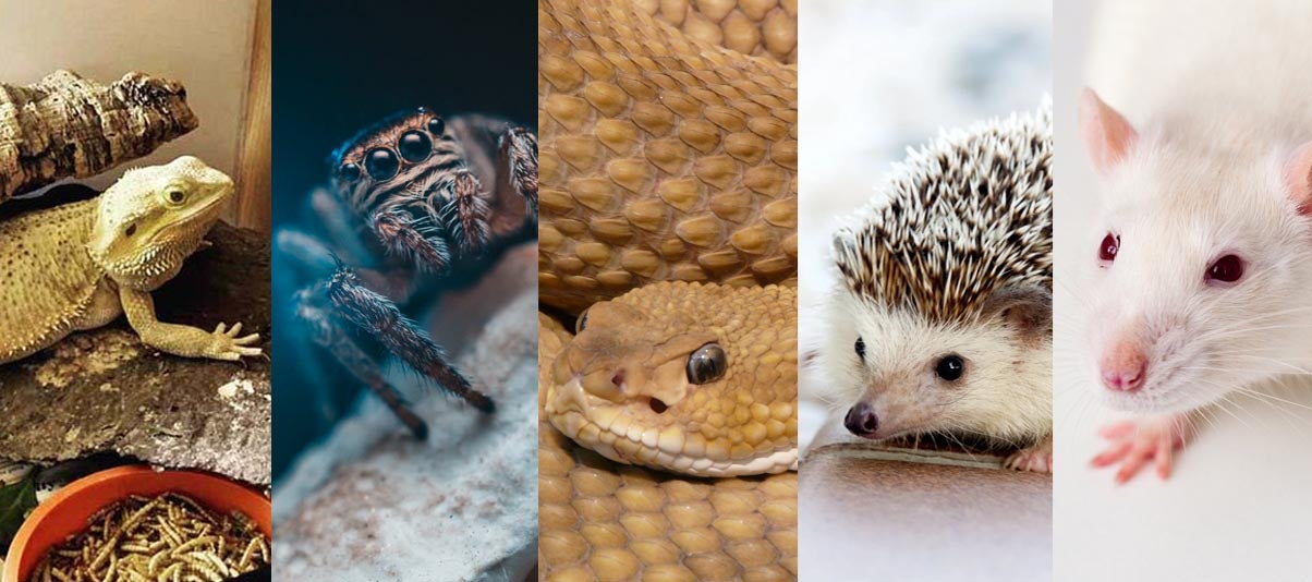 5 Exotic Animals That You Can Have as Pets