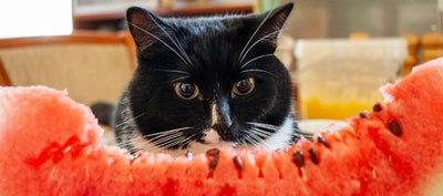 can my cat eat watermelon