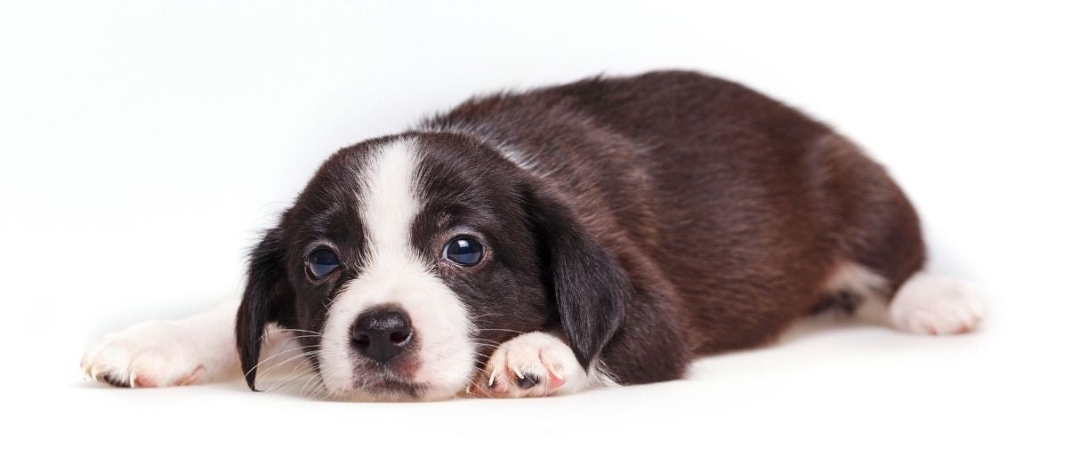 Is My Puppy Sick? How To Tell If It's An Emergency