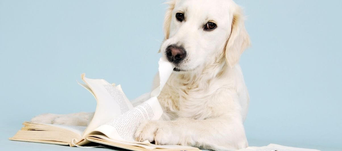 Why Is My Dog Eating Paper? Pet Creations Art