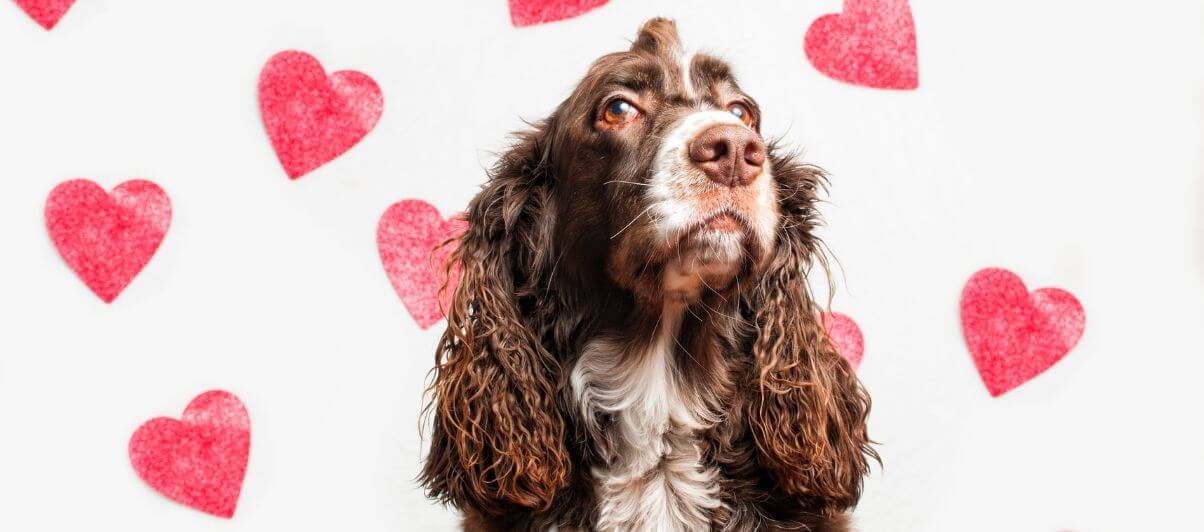How To Keep My Pets Safe This Valentine's Day