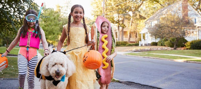 How to celebrate Halloween with my pet