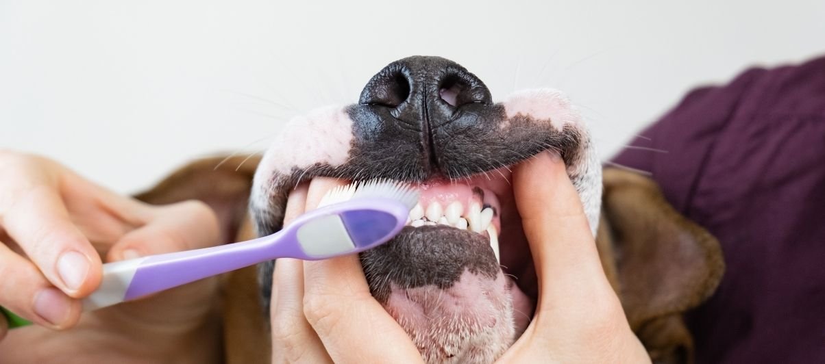 How Do I Clean My Dog's Teeth?