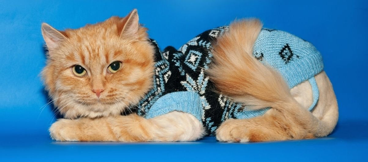 Is It Okay To Dress Up My Cat? Pet Creations Art