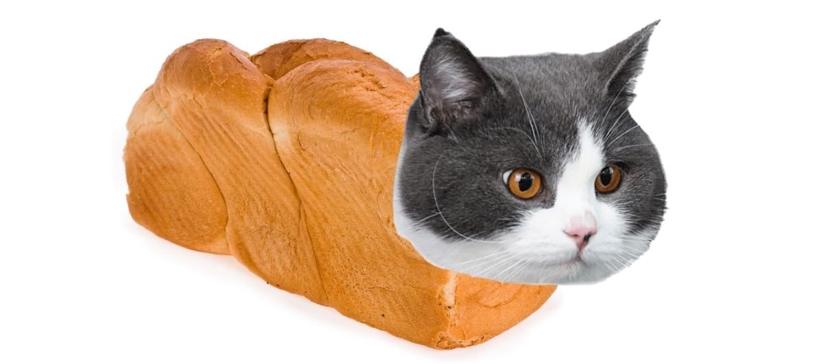 Cat Loaf: What Is It Exactly?