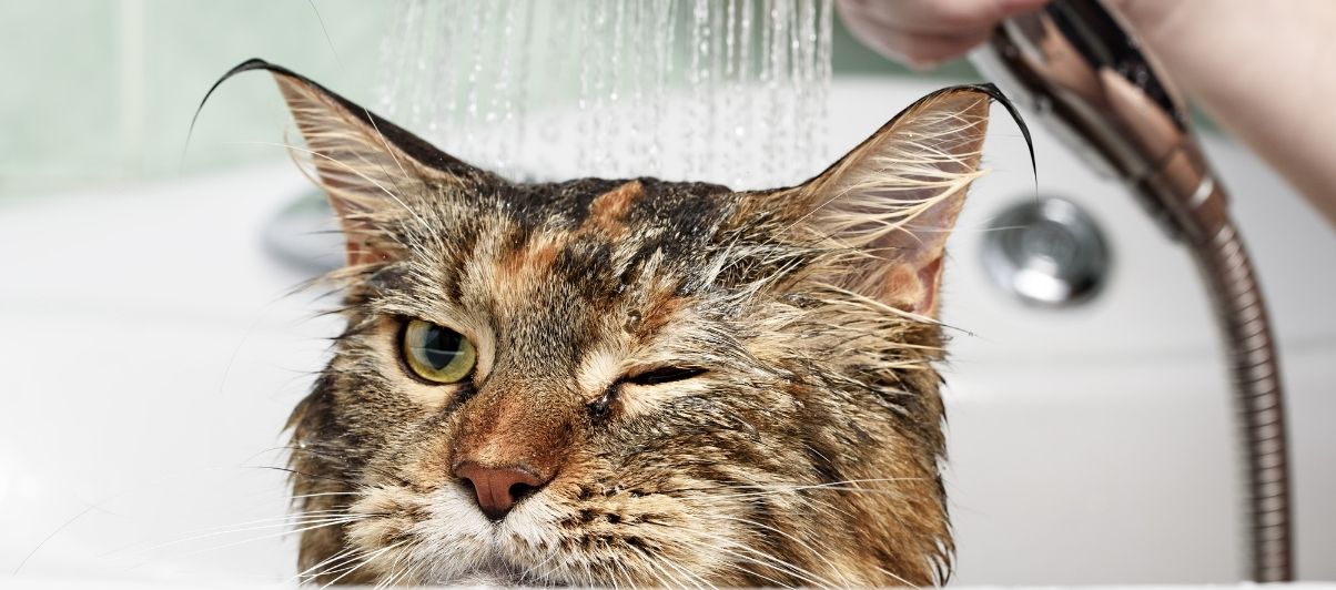 can my cat take a bath