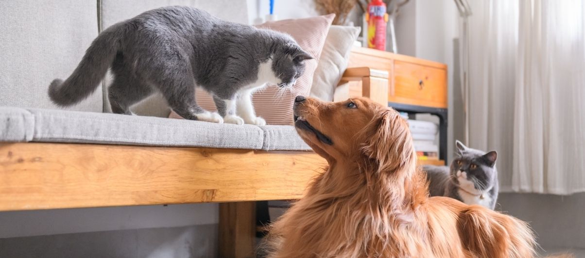 Can my dog and cat be best friends?