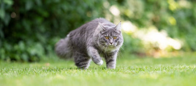 Will My Cat Come Back if I Let It Go Outside?