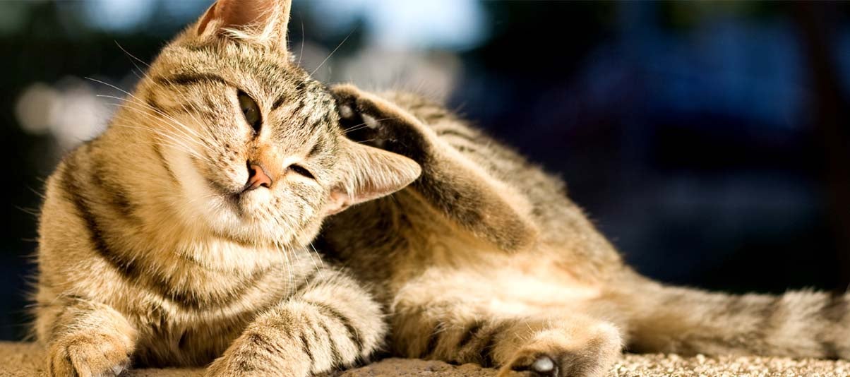 Can My Cat Be Allergic to Dogs? Pet Creations Art