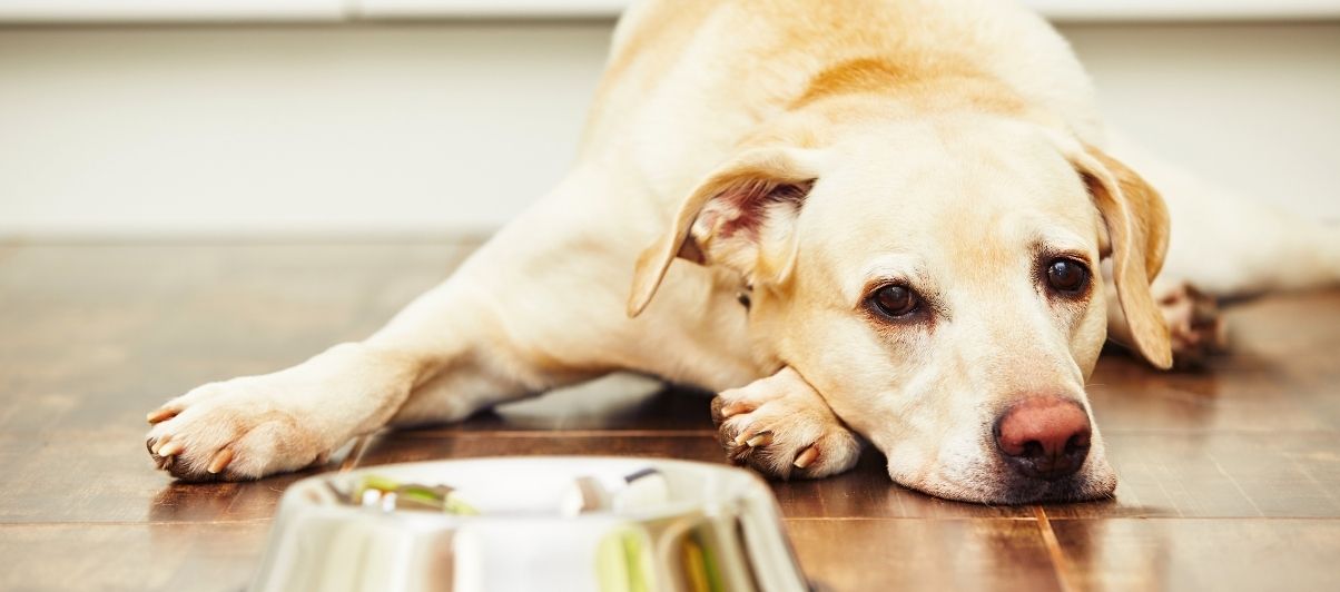 Is my dog a fussy eater?
