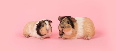 How Will I Know if My Guinea Pig is Sick?