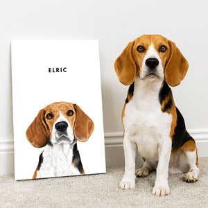 Modern Pet Portraits